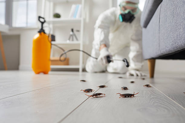 Affordable Termite Control solutions in Capac, MI